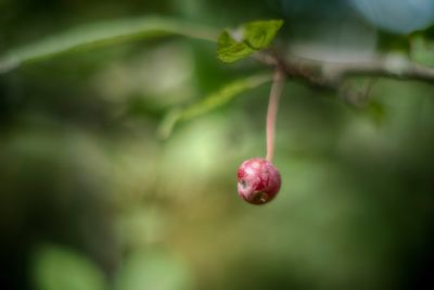 Crab Apple