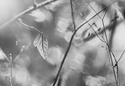 Leaf in the Light