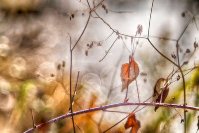 Blackberry Leaf
