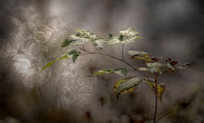 Leaves