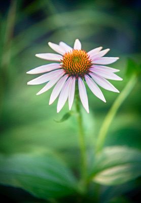 Purple Coneflower
