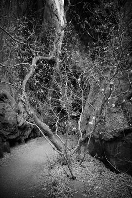 Tree - Long Canyon - Utah