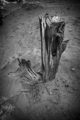 Old Juniper Stump - Utah