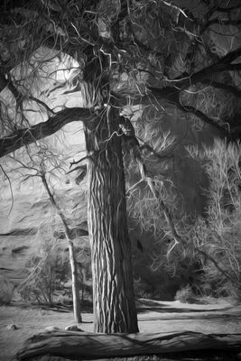 Cottonwood Tree - Long Canyon - Utah