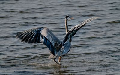 Great Blue Heron