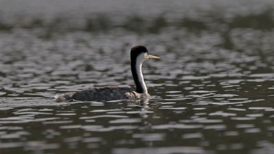 Western Grebe