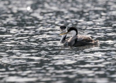 Western Grebe and Chick