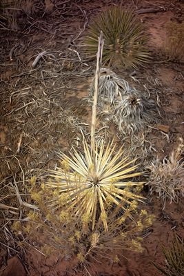 Yucca - Colorado National Monument