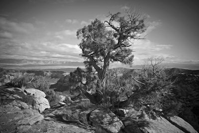 _Juniper - Colorado National Monument