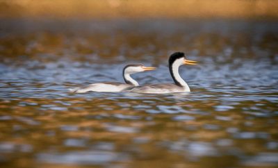 Western Grebe  With Juvenile - Santa Margarita Lake - Californiaen