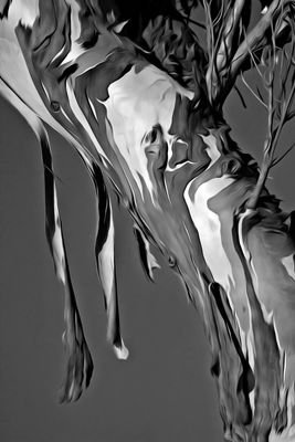 Eucalyptus Bark