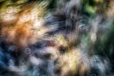 Weeds Bokeh Abstract