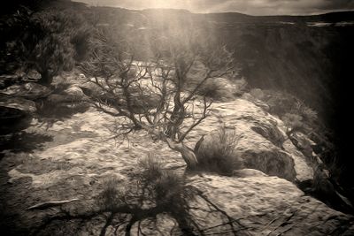 Juniper - Colorado National Monument