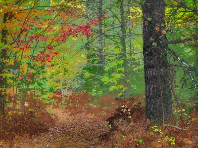 Fall Colors -Upper Michigan