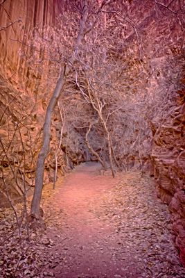 Long Canyon - Utah
