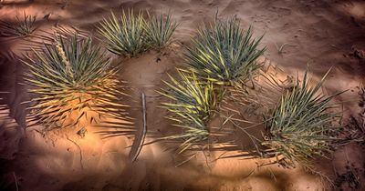 _Yucca Shadows - Boulder -Utah