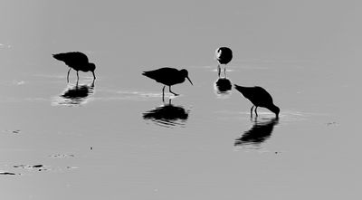 Willits Feeding