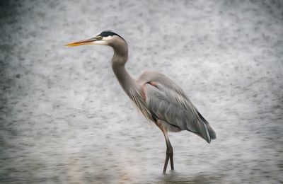 Great Blue Heron in the Rain - Los Osos - California