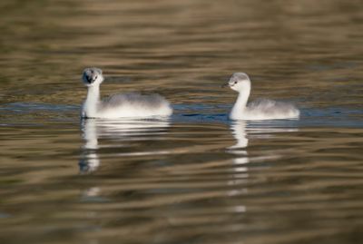 Clark's Grebe Chicks - Santa Margarita Lake - California