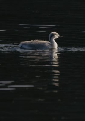 Western Grebe Chick - Santa Margarita Lake - California