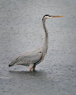 Great Blue Heron in the Rain