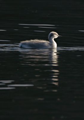 Western Grebe Chick