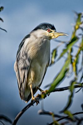 Black - Crowned Night Heron - In Eucalyptus