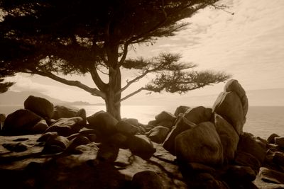Ghost Trees - Monterey - California