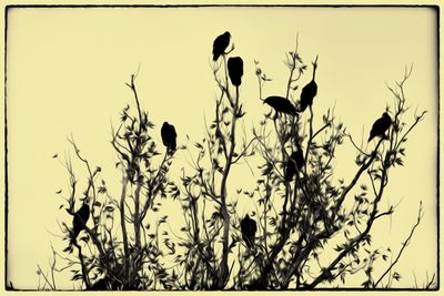 Buzzards Roost