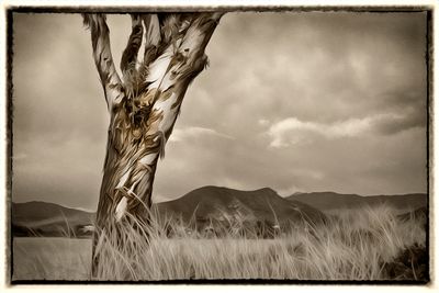 Eucalyptus - Los Osos - California