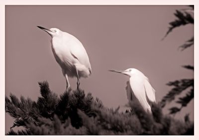 Egrets - Los Osos - California