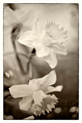 Daffodil