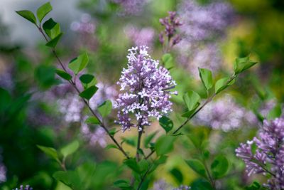 Lilac Blossom