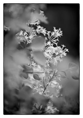 Lilac Blossom