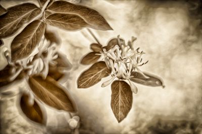 Honey Suckle Blossom