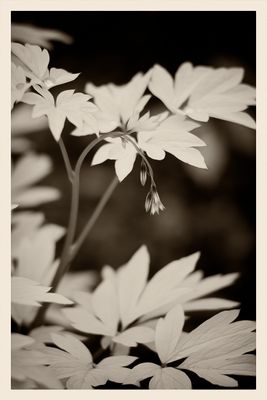 Bleeding Heart