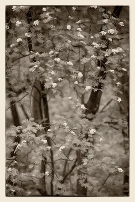 Tree Blossoms