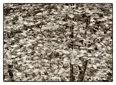 Walnut Leaves