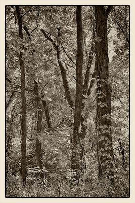 _Sun in the Trees