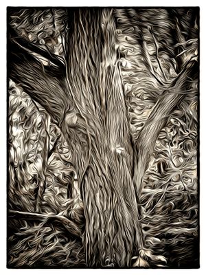Abstract Walnut Tree