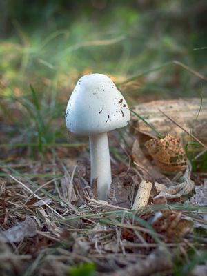 Mushroom