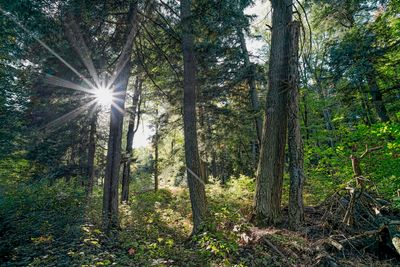 Upper Michigan Woods