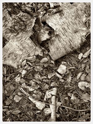 Old Birch Trunk