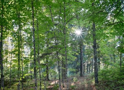 Woods