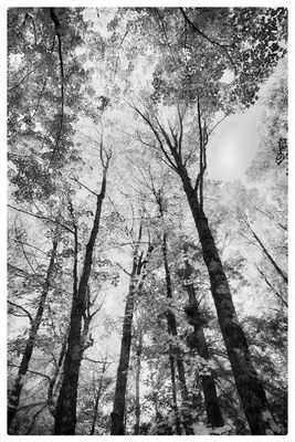 Fall Trees