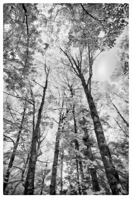 Tall Trees