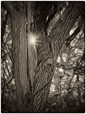 Walnut and Vines