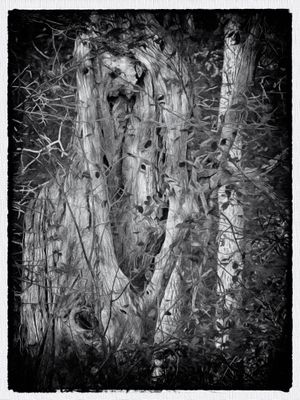 Old Tree Trunk