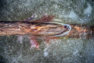Branch in Ice