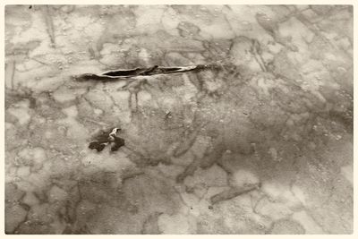 Leaves and Ice